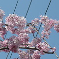 写真: 神田川の桜１