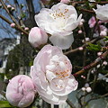 写真: 神田川の桜２