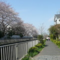 写真: 神田川の桜と老夫婦