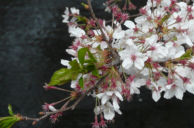 写真: 目黒の桜