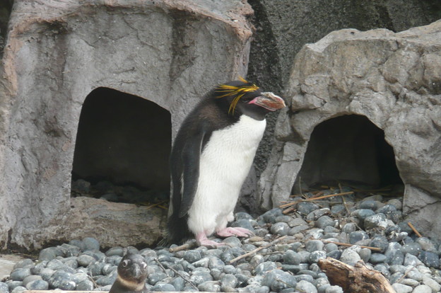 写真: ペンギン４