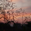 写真: 風草、夕方