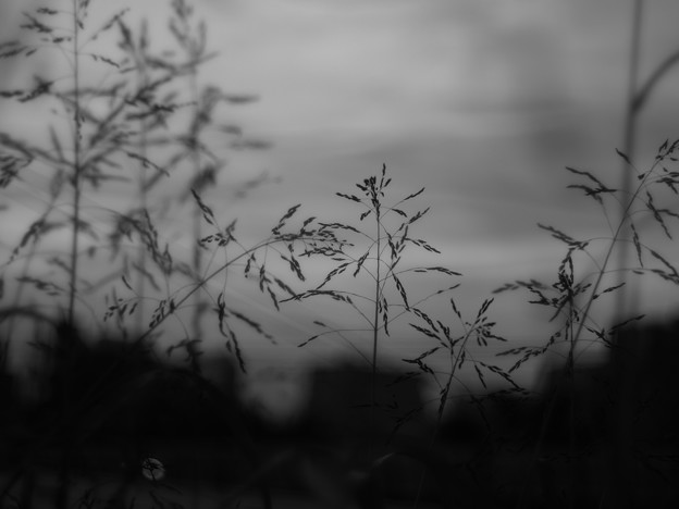 写真: 風草、夕方、モノクロ