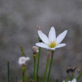 写真: white rain lily