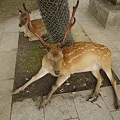写真: 東大寺の鹿03