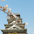 ＊広島城と桜＊