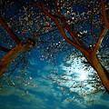 月明かりと桜