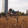 写真: 上野　不忍池
