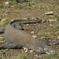 寝てばかり Sleeping Komodo dragon