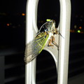 写真: 真夏の夜の夢  Midsummer night's dream,annual cicada