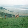 写真: トピの群れ、ルワンダ Topis,Rwanda