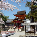 「うつつに逢ふや男山｣桜祭 Iwashimizu Hachiman Shrine
