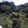 ゴリラを追って森を彷徨う！　ﾙﾜﾝﾀﾞ　Gorilla Forest ,Rwanda