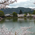 写真: ＊いざ乗らん嵯峨野の花の屋形船　Yakatabune ,Osawa Pond　　　＊生き難き命を生きて屋形船浮かべる見れば涙いづるも