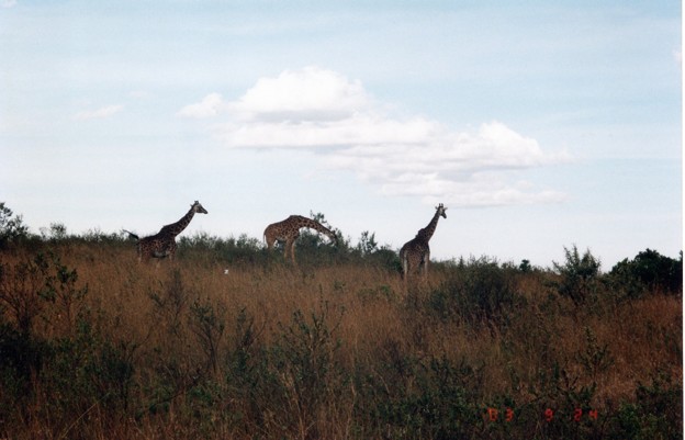 ｷﾘﾝ３兄弟  ﾏｻｲﾏﾗ　Three Giraffe Brothers ,Kenya　　　　　　＊サバンナのおどろが中を遠ざかるキリンの首は雲に届けり