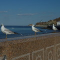 写真: ｵﾏｰﾝのかもめ三兄弟   Three common gulls,Oman