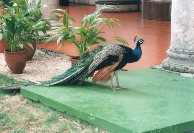 ﾊﾊﾞﾅのﾎﾃﾙ庭のインド孔雀　Indian peacock at hotel