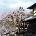 写真: 京都情緒あふれる産寧坂　 Cerry blossom at Sannenzaka　　＊さまざまの事おもひ出す桜かな