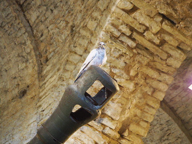 写真: 砲身の先端の鳩　Dove on a cannon