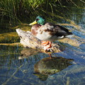 写真: ｸﾛｱﾁｱの真鴨 Duck on fallen tree in the Turquoise water