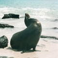 写真: エクアドル地震も忘れないで！ Galapagos Sea Lion