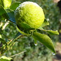 写真: 柚子の霜解け Frost on a yuzu fruit