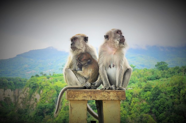 核家族〜インドネシア Monkey family