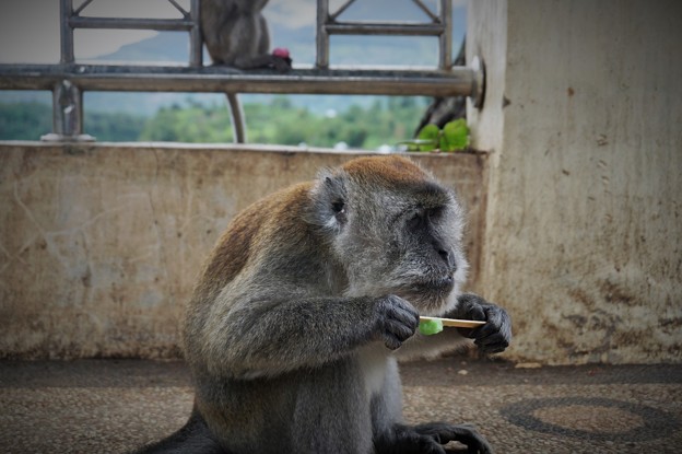 ☆黄昏てアイスバー喰う野猿かな〜インドネシア Wild monkey