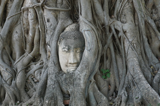 精霊の宿る樹〜タイ Buddha head in tree roots
