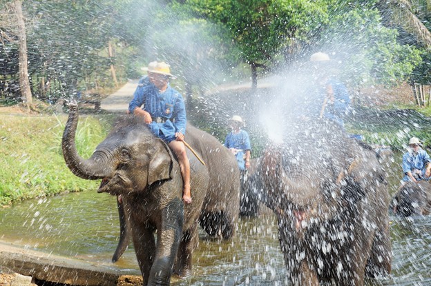 NBT速報：象から転落して日本人負傷〜タイ Elephant Shower