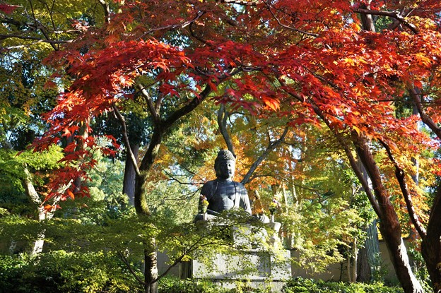 紅葉の天蓋〜京都栄摂院 Autumn Foliage Canopy