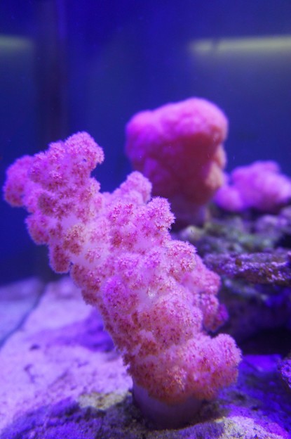 ぬいぐるみ珊瑚〜台湾 Carnation Coral