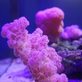 Photos: ぬいぐるみ珊瑚〜台湾 Carnation Coral