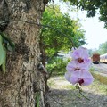 Photos: 着生蘭〜台湾 Epiphytic Orchid