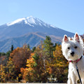 写真: 富士山に登ったの