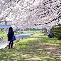 写真: 桜風の中で