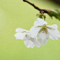 写真: 白い桜