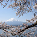 写真: 桜富士