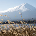 写真: 枯れススキと富士山