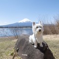 写真: はなと富士山