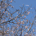 写真: 10月桜