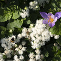 写真: 白と紫の花