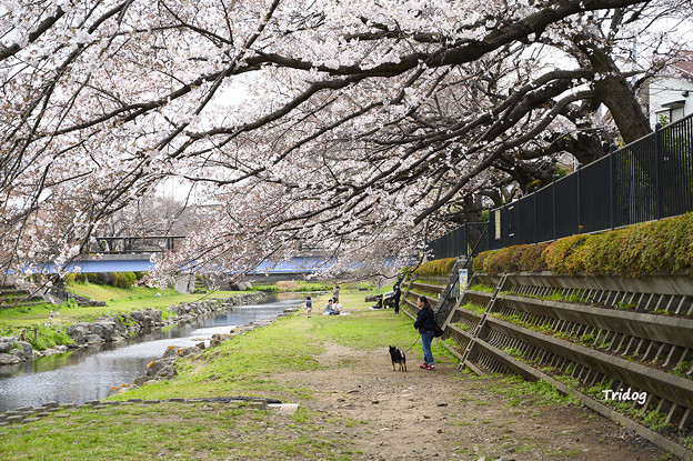 写真: 野川の桜