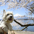 写真: 富士山と桜とはな