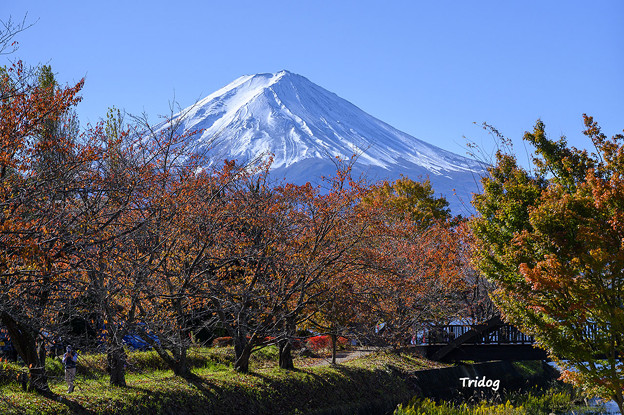 写真: 桜紅葉と富士山