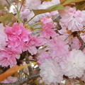 二度桜