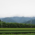 Photos: 山の茶畑