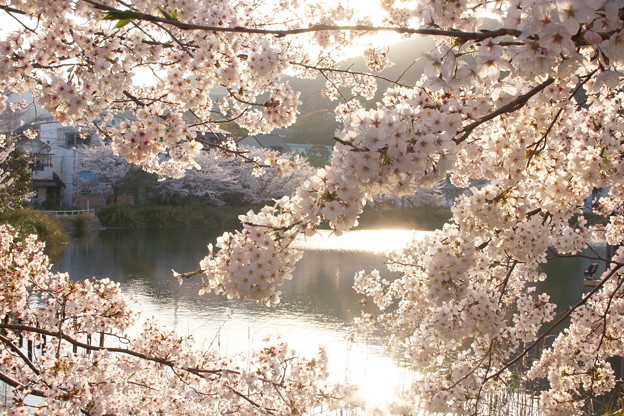 写真: 須磨寺公園の桜