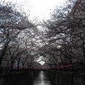 写真: 2018.3.24　目黒川の桜