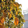 写真: 紅葉と発酵タンク